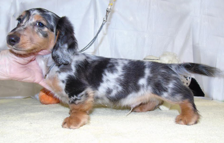 miniature long haired silver dapple dachshund