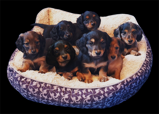 dachshund-puppies-eugene-oregon