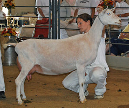 Cherrypines Super Starlet